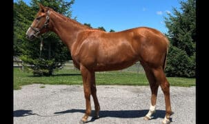 A conformation photo of a chestnut filly.