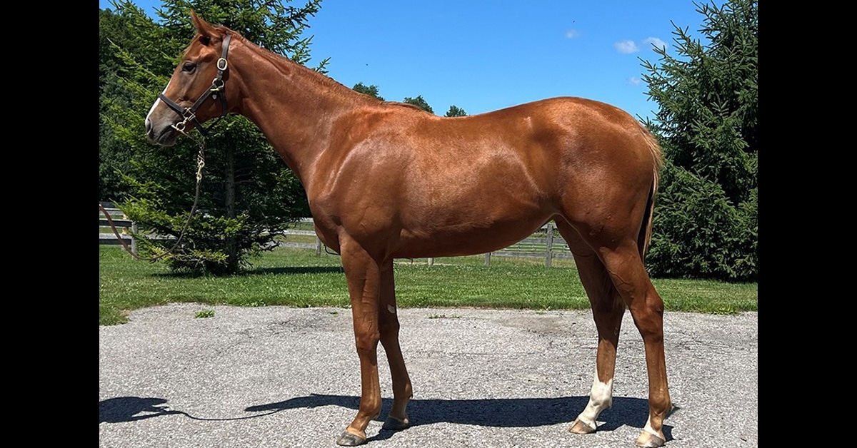 A conformation photo of a chestnut filly.