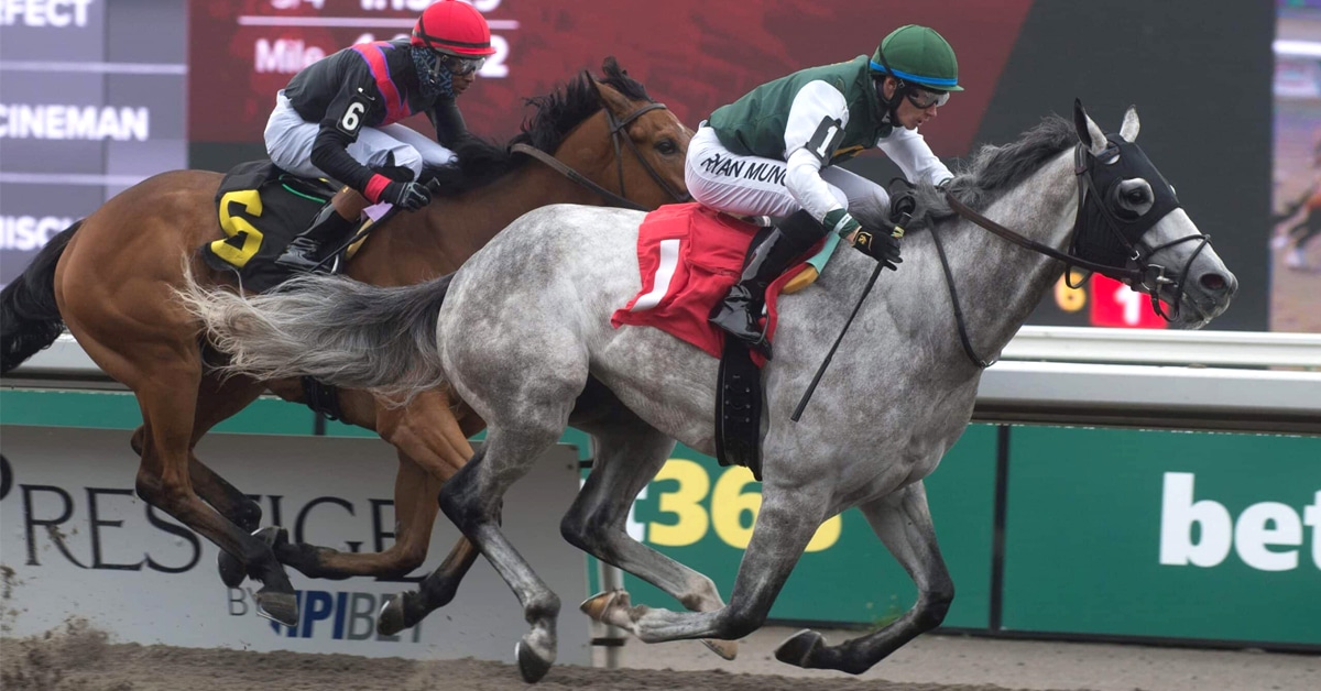 A grey horse winning a race at Woodbine.