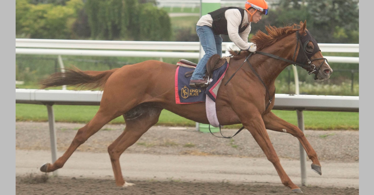A chestnut horse being exercised on the racetrack.