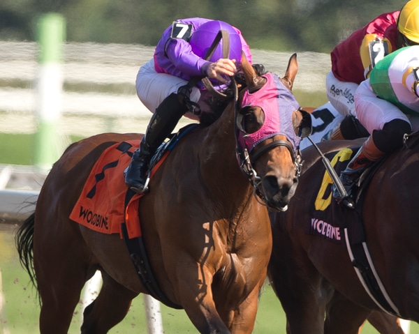 Horses racing at Woodbine.