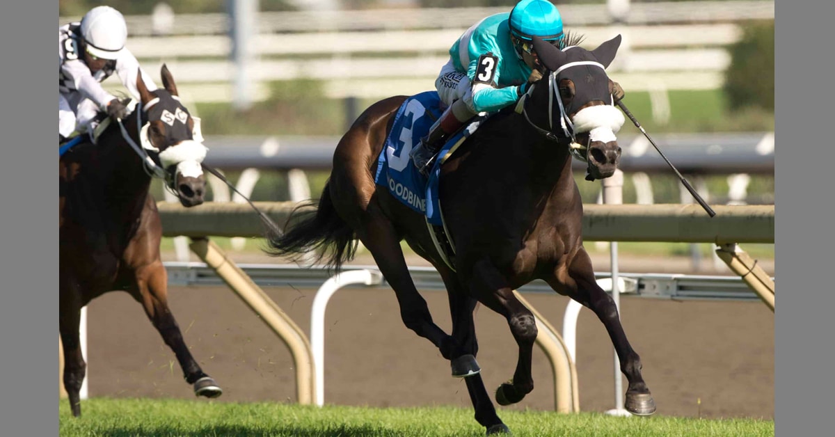 Horses racing at Woodbine.