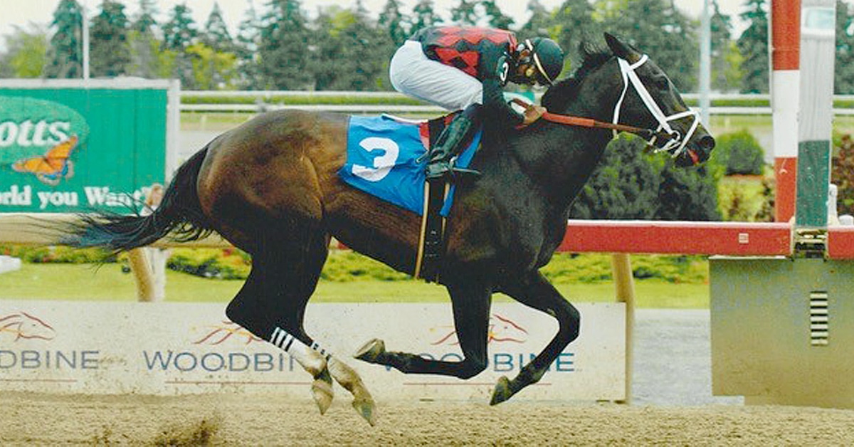 An old photo of a bay mare winning a race at Woodbine.