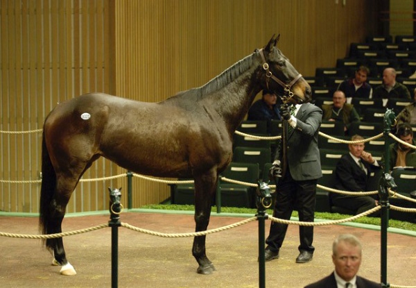 A bay mare in a sales ring.