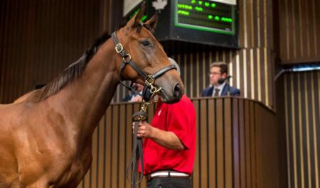 A yearling in the sales ring at Woodbine.