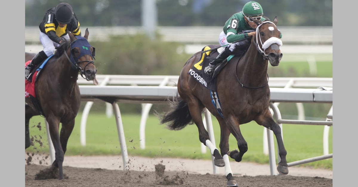 A bay horse winning a race at Woodbine.