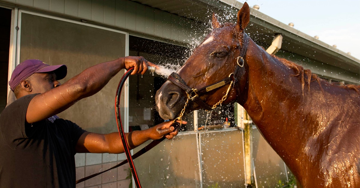 A horse getting a bath on the backstretch.