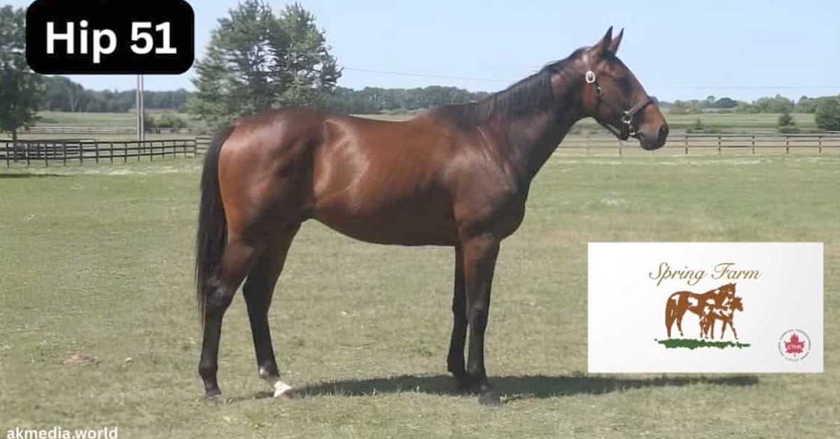 A conformation shot of a bay sales yearling.