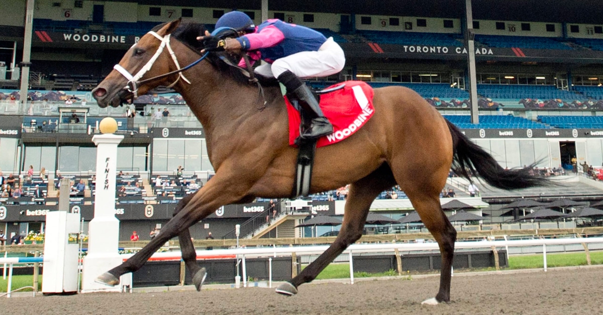 A bay filly winning a race at Woodbine.