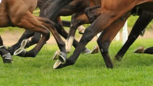 Closeup of horses' legs during a race.