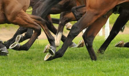 Closeup of horses' legs during a race.