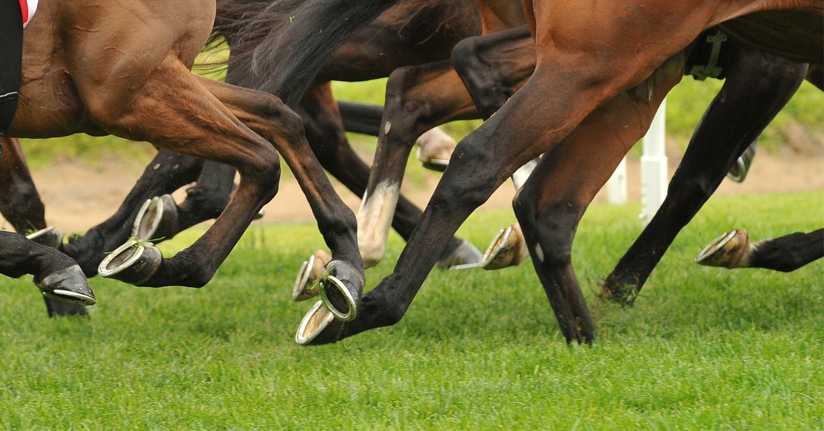 Closeup of horses' legs during a race.