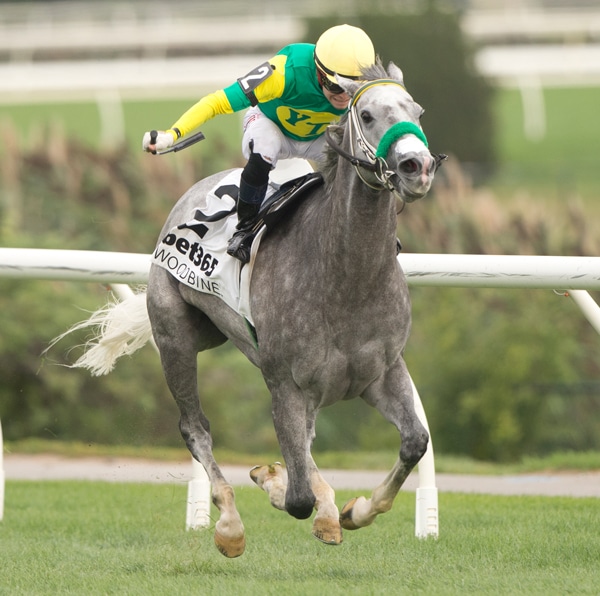A grey horse winning a race at Woodbine.