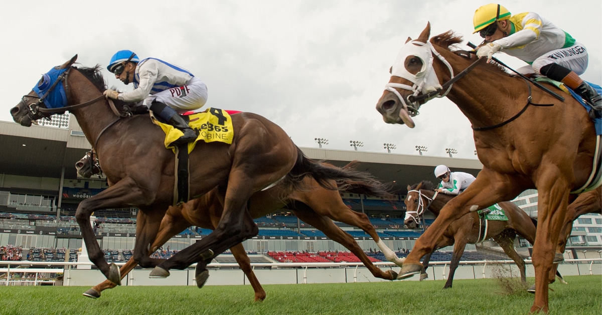 A group of horses racing to the finish at Woodbine.