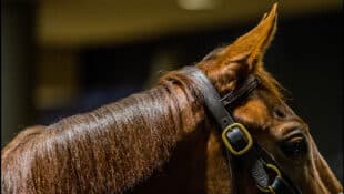 A chestnut thoroughbred's head against a dark background.