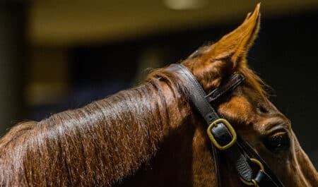 A chestnut thoroughbred's head against a dark background.