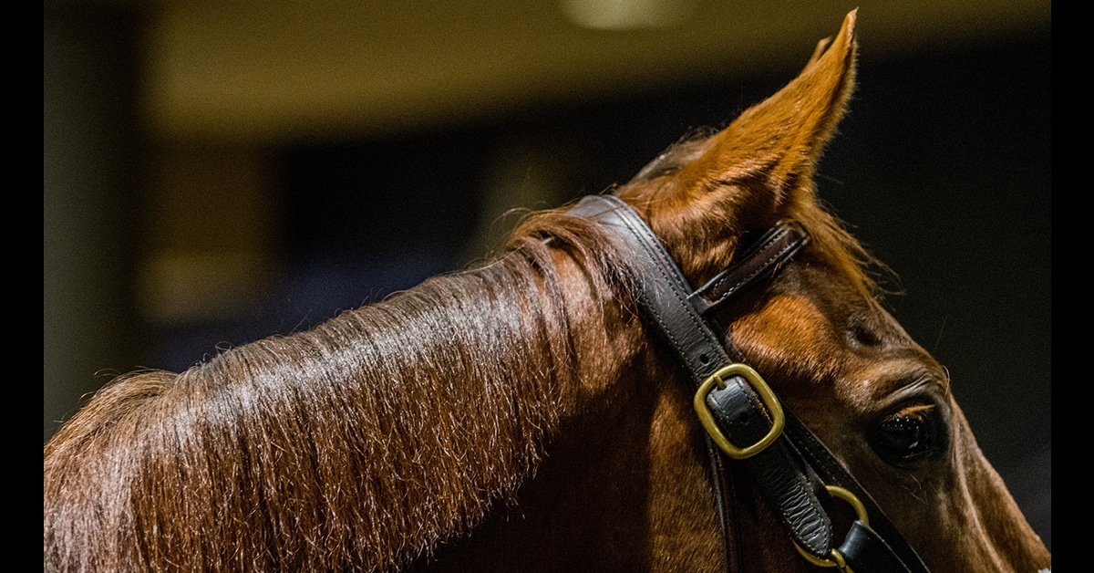 A chestnut thoroughbred's head against a dark background.