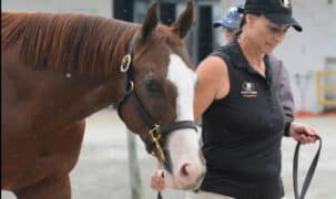 A woman leading a colt at a sale.