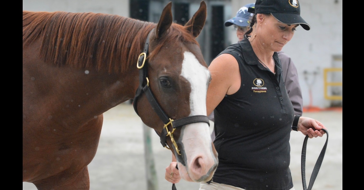 A woman leading a colt at a sale.