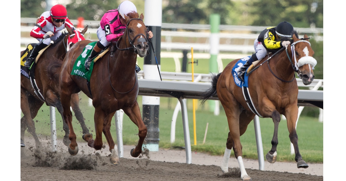 Horses racing at Woodbine.