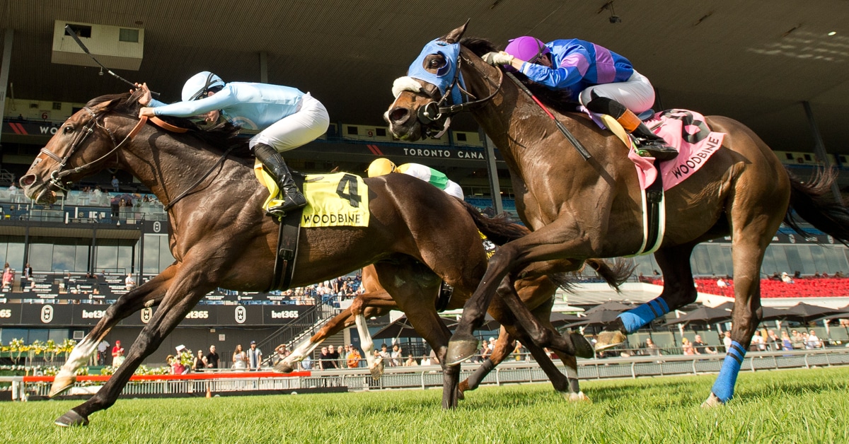 Horses racing to the wire at Woodbine.