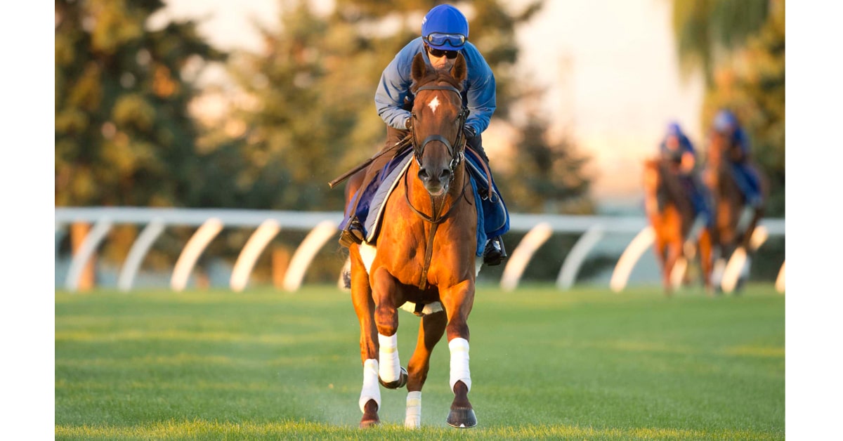 A chestnut horse being exercised on the turf.