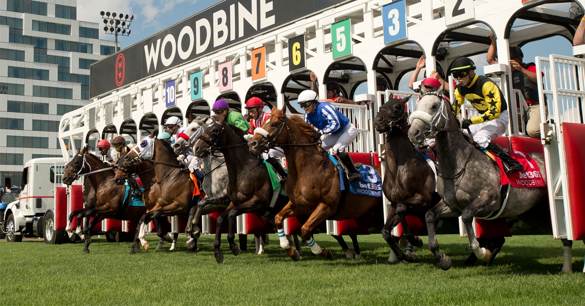 The Starting Gate on the E.P. Taylor Turf Course at Woodbine Racetrack.