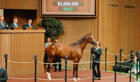 A young horse being auctioned in a sales ring.