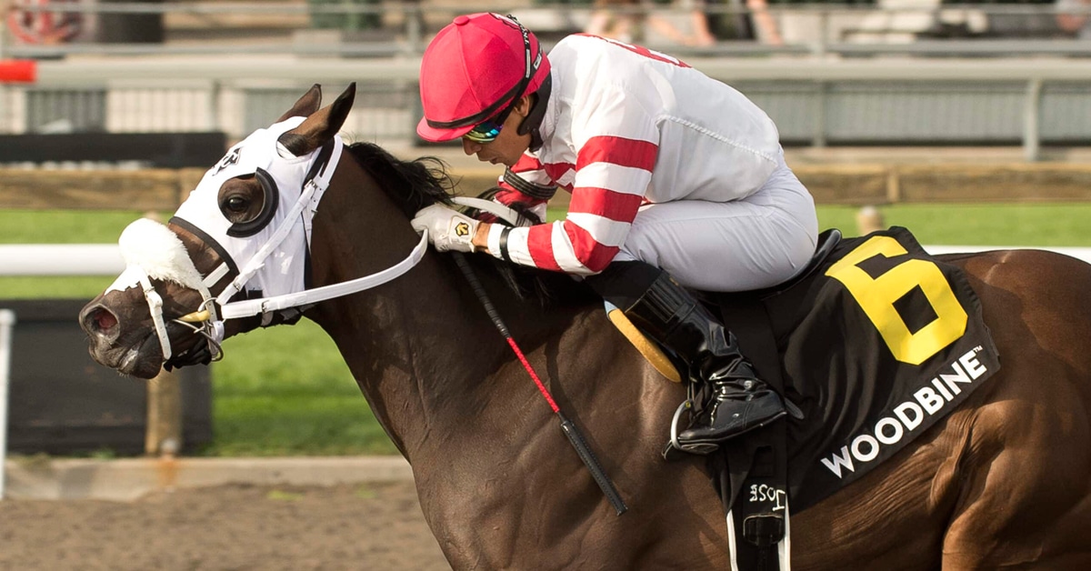 A bay horse winning a race at Woodbine.