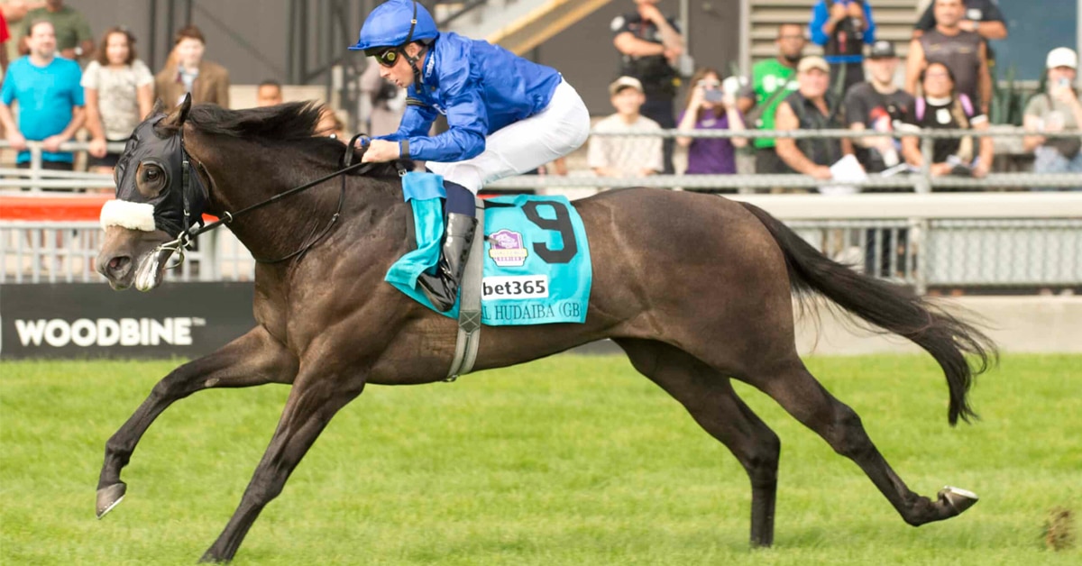 A bay horse winning a race at Woodbine on the turf.