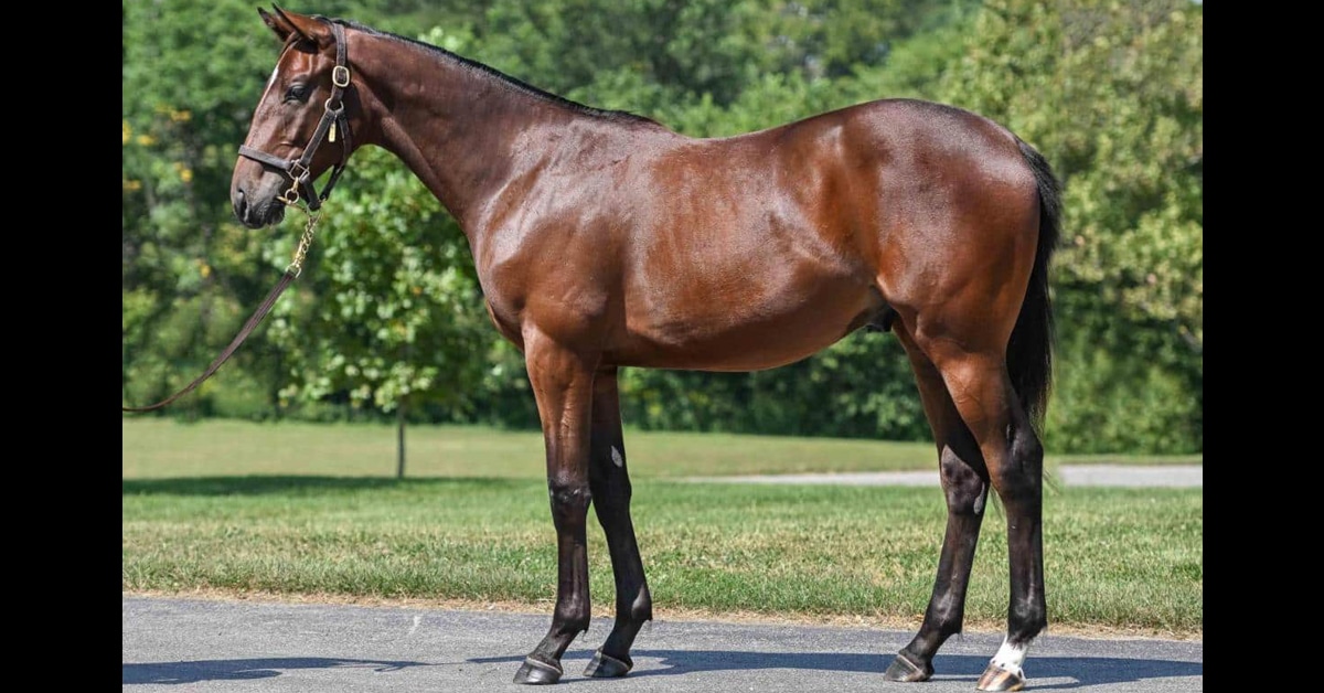 A conformation shot of a handsome bay colt.