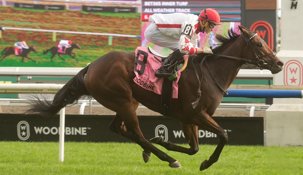 A bay horse winning a race at Woodbine.
