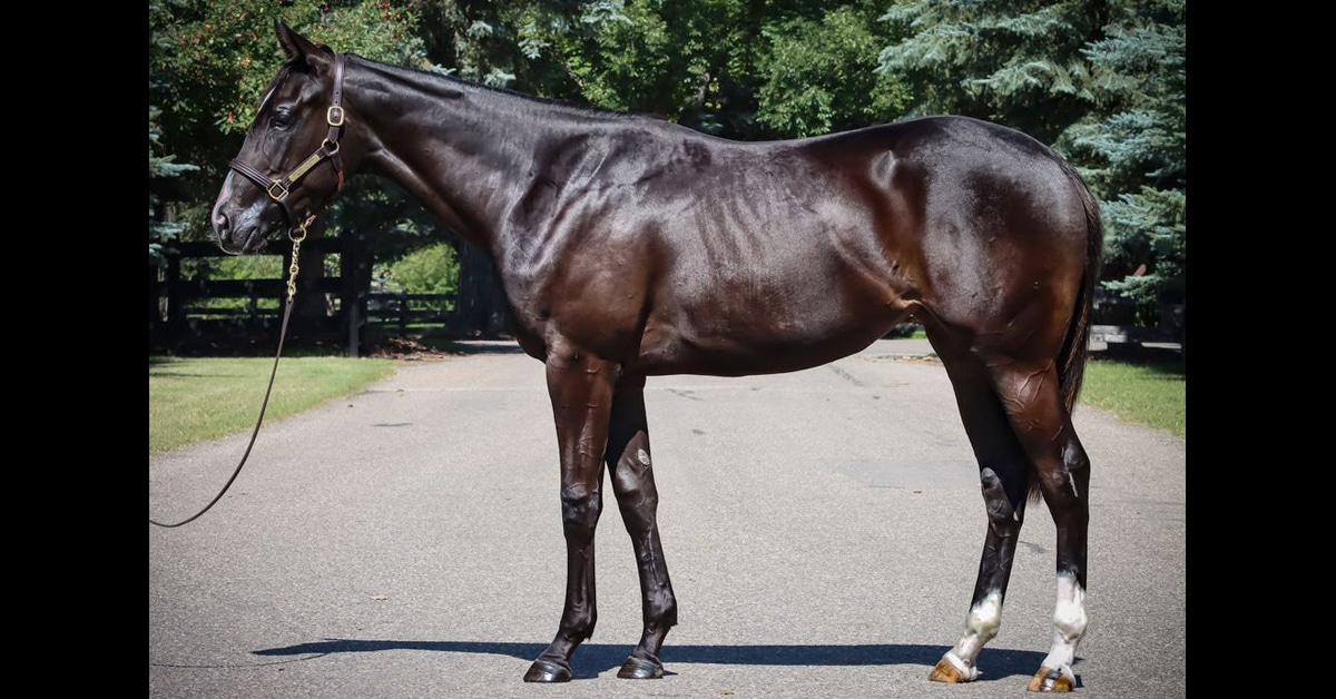 A conformation shot of a dark bay filly.