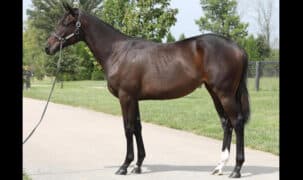A conformation shot of a dark bay filly.
