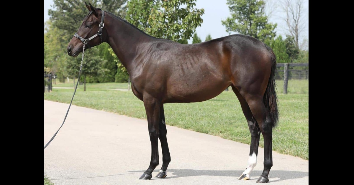 A conformation shot of a dark bay filly.