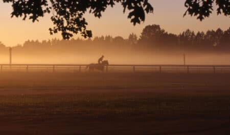 A racehorse being exercised at dawn.
