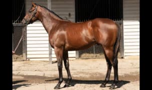 A conformation shot of a bay colt.