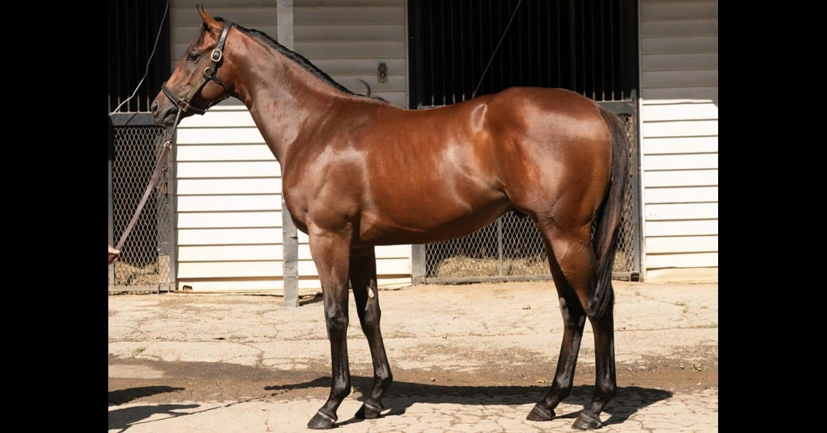 A conformation shot of a bay colt.