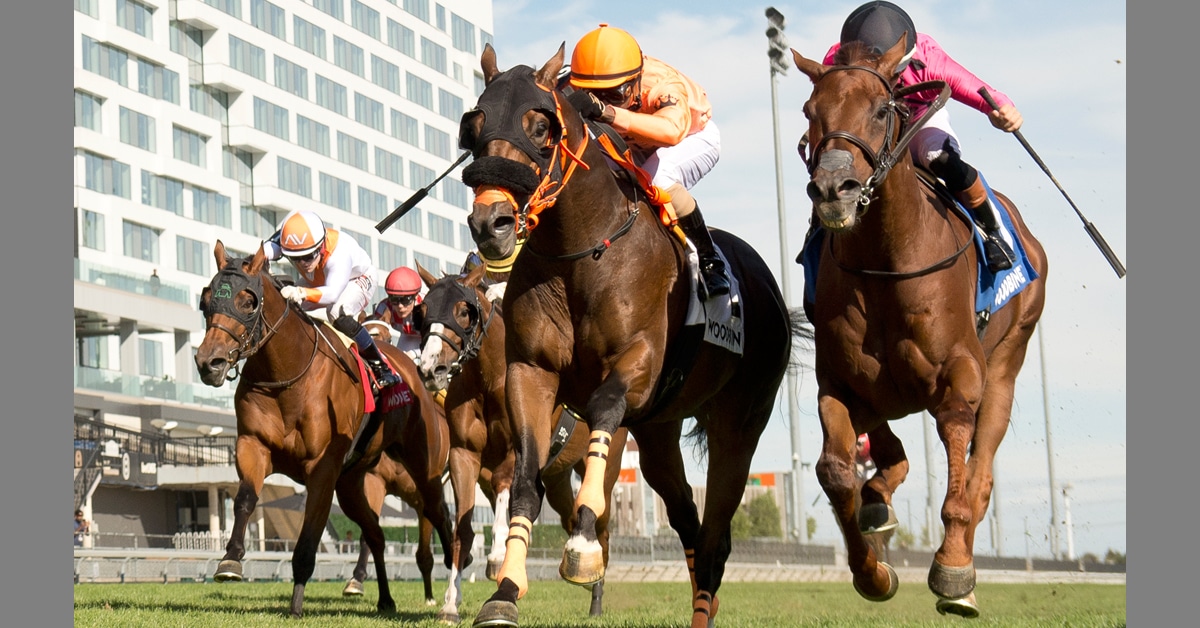 Horses racing to the wire at Woodbine.