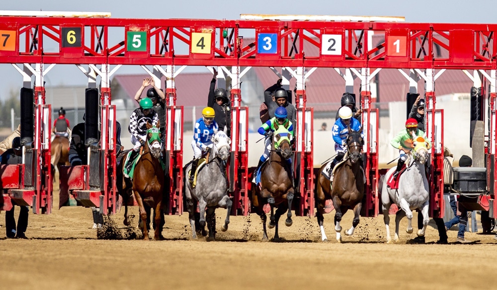 Horses breaking from a starting gate.
