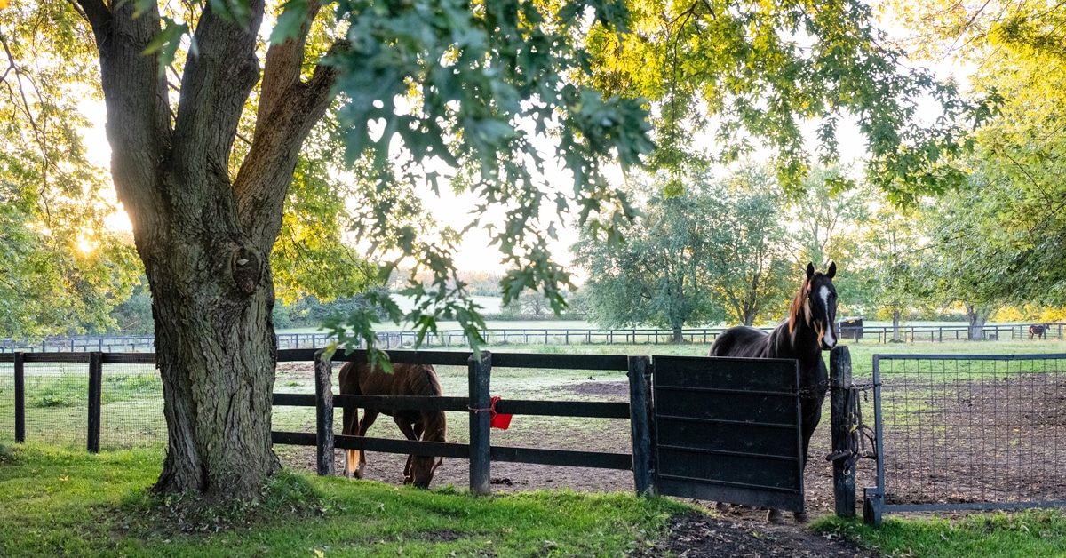 Horses in a paddock.