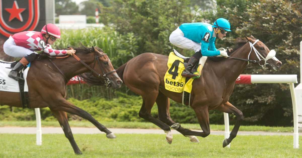 A bay horse winning a race at Woodbine.
