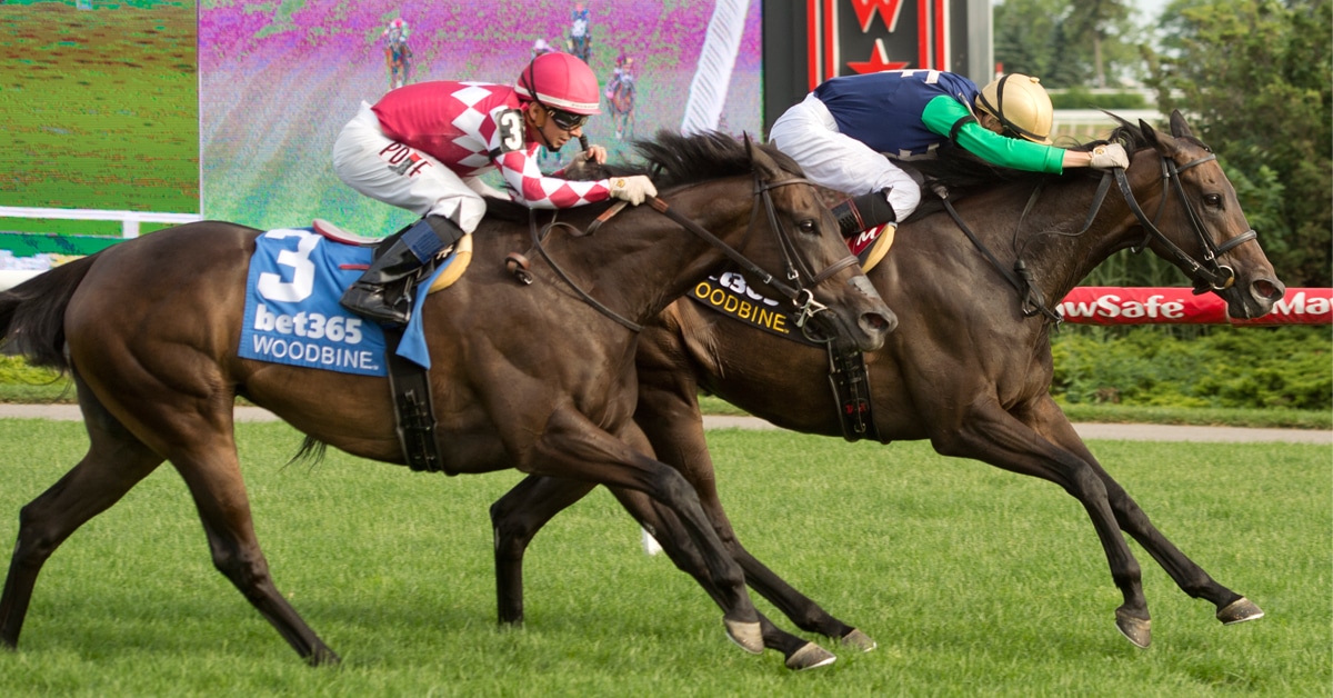 A bay horse winning a turf race at Woodbine.