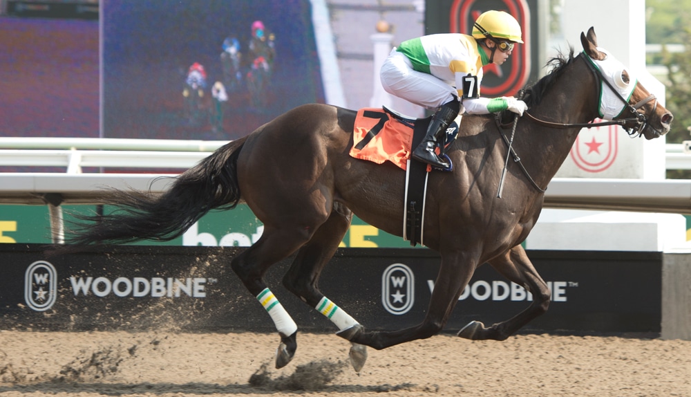 A dark bay horse winning a race at Woodbine.