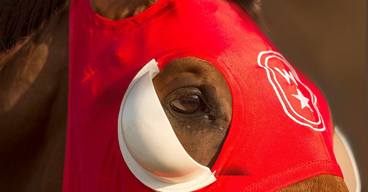 A closeup of a horse wearing blinkers.