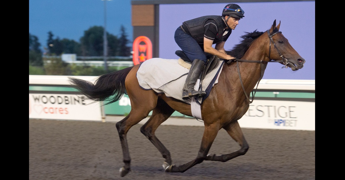 A bay horse being exercised at Woodbine.