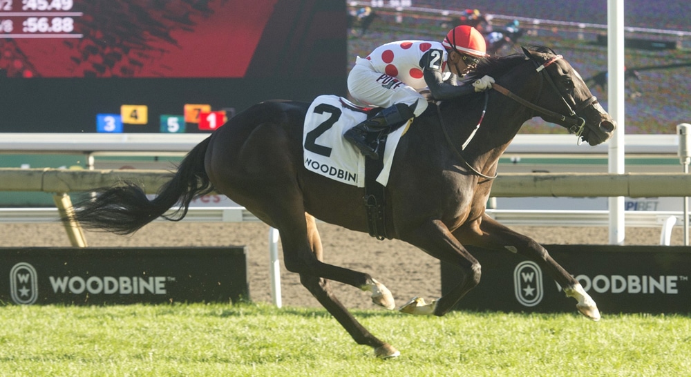 A dark bay horse winning a race at Woodbine.