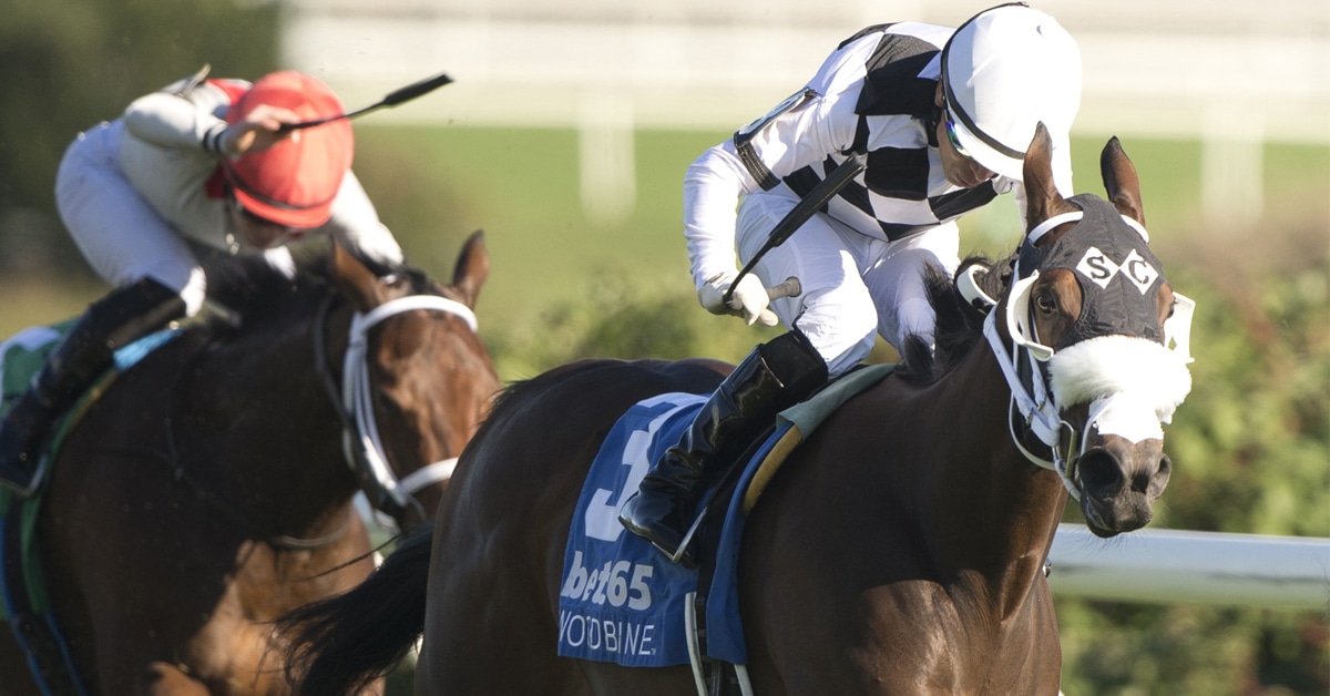 A dark bay filly winning a race at Woodbine.