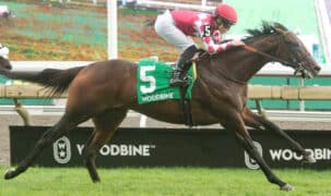 A bay horse winning a race at Woodbine.