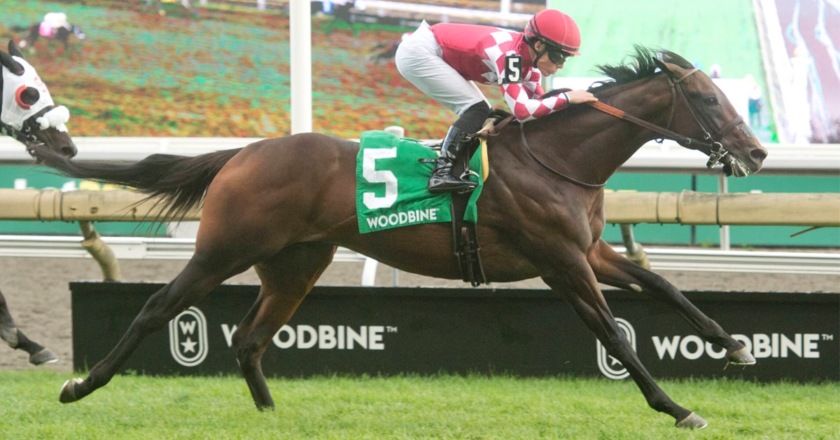 A bay horse winning a race at Woodbine.